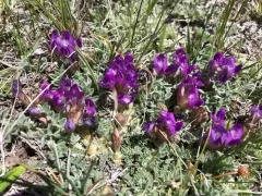 Silverleaf Milkvetch thumbnail 1