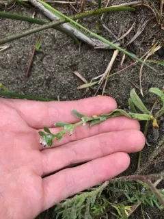 Beach Cryptantha thumbnail 3