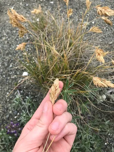 sanddune bluegrass