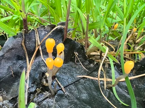Mitrula lunulatospora