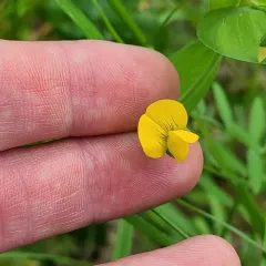 Yellow Vetchling thumbnail 3