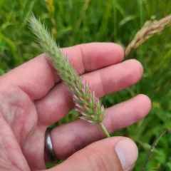 Narrow-leaved clover thumbnail 2