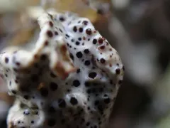 Nesolechia oxyspora thumbnail 1