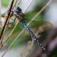Spatterdock Darner thumbnail 2