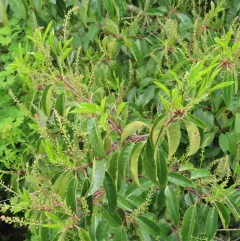 Portuguese laurel thumbnail 4
