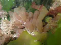 Red Sea Grapes thumbnail 2