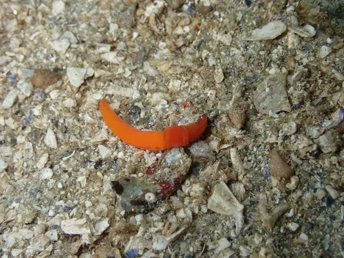Saccoglossus pusillus