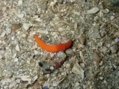 Saccoglossus pusillus thumbnail 1