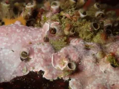 Compact worm snail thumbnail 2