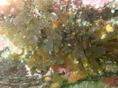 Dictyota binghamiae thumbnail 2