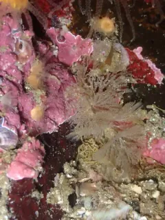 Spiral Bryozoan thumbnail 2