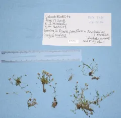 Sticky-stem Pearlwort thumbnail 2