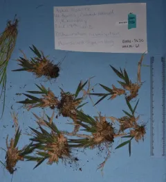 hairy rosette-panicgrass thumbnail 2