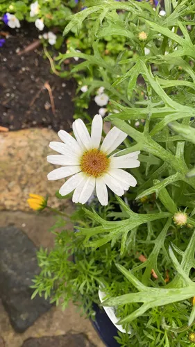 Marguerite daisy