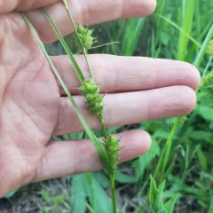 Houghton's sedge thumbnail 3