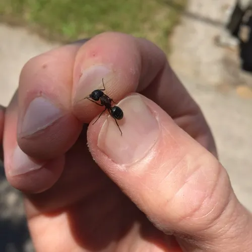 New York Carpenter Ant