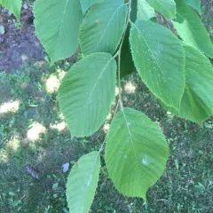 American hophornbeam thumbnail 2