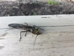 American Salmonfly thumbnail 4