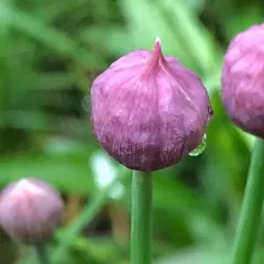 Chives thumbnail 2