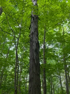 shagbark hickory thumbnail 4