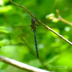Spatterdock Darner thumbnail 3