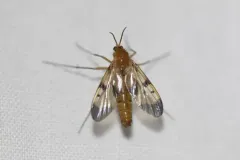 Neoempheria illustris thumbnail 2