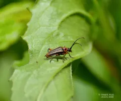 Double-lined Longhorn Beetle thumbnail 2
