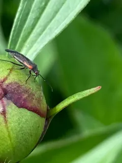 Heterocordylus malinus thumbnail 1