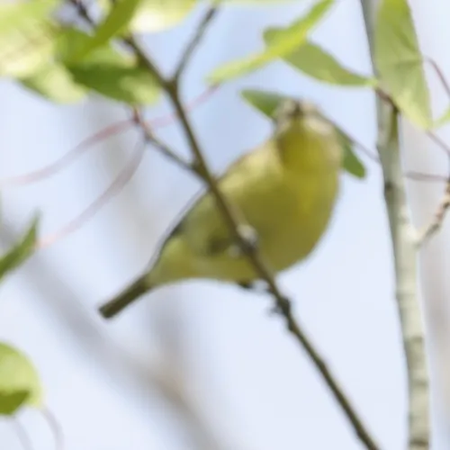 Philadelphia Vireo