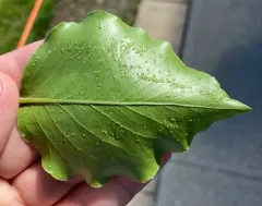 Pearleaf Blister Mite thumbnail 2