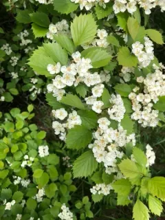 Miss Jones' hawthorn thumbnail 3