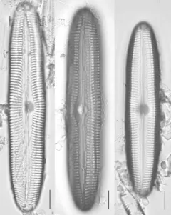 Pinnularia streptoraphe thumbnail 2