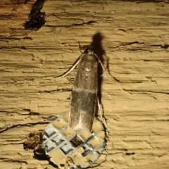 Darker Moodna Moth thumbnail 4