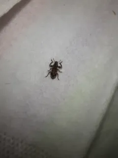 Eastern Diamond-necked Weevil thumbnail 3