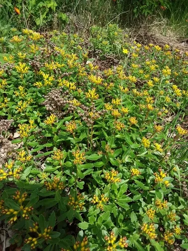 Aizoon Stonecrop