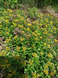 Aizoon Stonecrop thumbnail 1