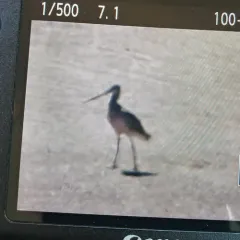 Marbled Godwit thumbnail 4