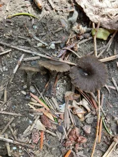 Arrhenia rainierensis thumbnail 2