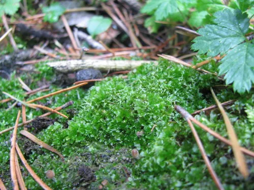 Round-fruited Collar-moss
