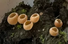 Geopyxis deceptiva thumbnail 2