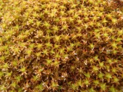 Norway Screw-Moss thumbnail 4