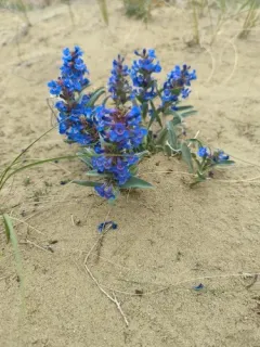 Sand Penstemon thumbnail 2