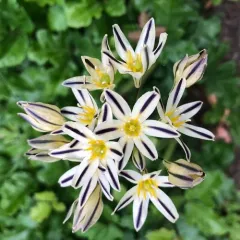 Henderson's triteleia thumbnail 2