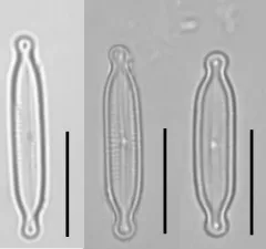 Encyonopsis hustedtii thumbnail 1