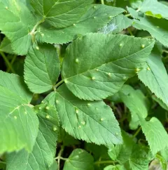 Protomyces macrosporus thumbnail 3