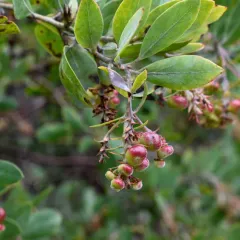 hairy manzanita thumbnail 4