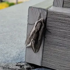 Vashti Sphinx thumbnail 2