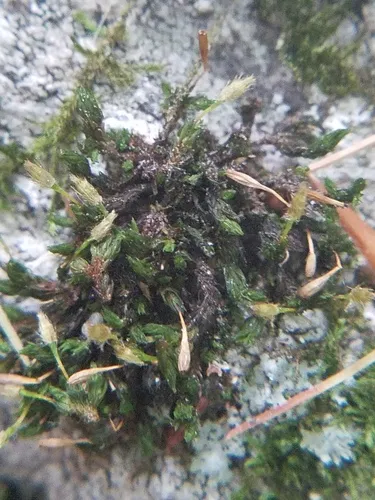Hutchins' Pincushion