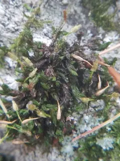 Hutchins' Pincushion thumbnail 1