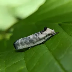 Schlaeger's Fruitworm Moth thumbnail 4